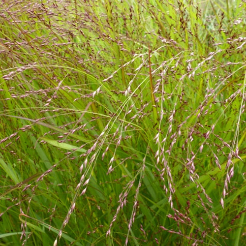 Panic érigé Kupferhirse - Willemse