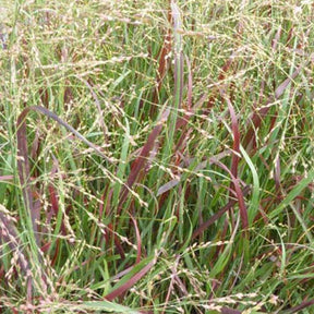 Panic érigé Prairie Fire - Willemse