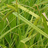 Laîche faux-souchet - Willemse