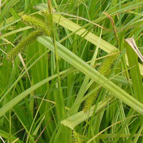 Laîche faux-souchet - Willemse
