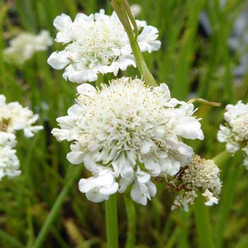 Oenanthe aquatica - Oenanthe aquatique - Plantes de bassins