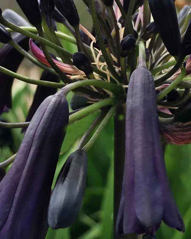 Agapanthe Black Magic - Willemse