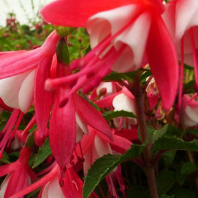 Fuchsia Lady Thumb - Willemse