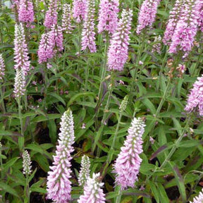 Véronique à longues feuilles Pink Eveline - Willemse