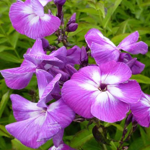 3 Phlox paniculé Laura - Willemse