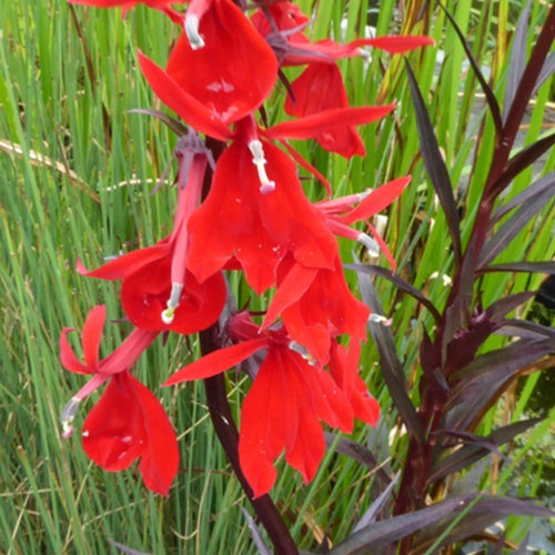 Lobelia écarlate - Willemse