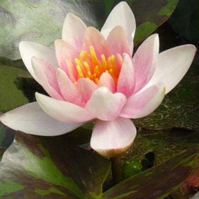 Nénuphar Aurora - Willemse