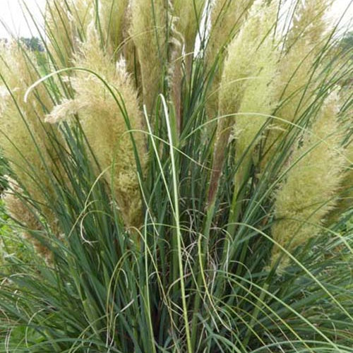 Herbe de la pampa compacte Evita - Willemse