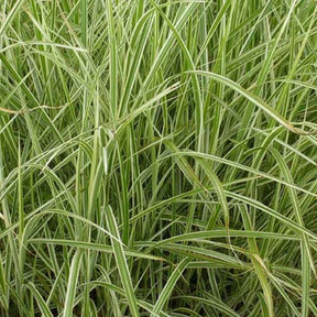 Eulalie Variegatus - Miscanthus sinensis variegatus - Willemse