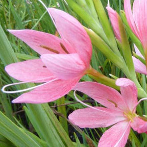 Lys des cafres Mrs Hegarty - Willemse