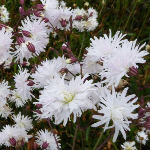 Silène fleur de coucou Petit Henri - Willemse