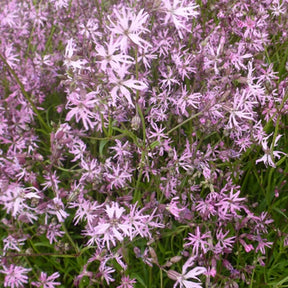 Lychnis - Coquelourdes - 3 Lychnis flos-cuculi - Œillets des près - Lychnis flos-cuculi