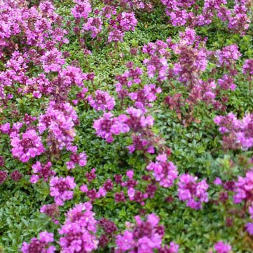 3 Thym précoce Purple Beauty - Willemse