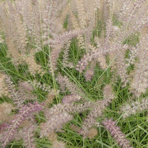 Herbe aux écouvillons d'Orient Flamingo - Pennisetum - Willemse