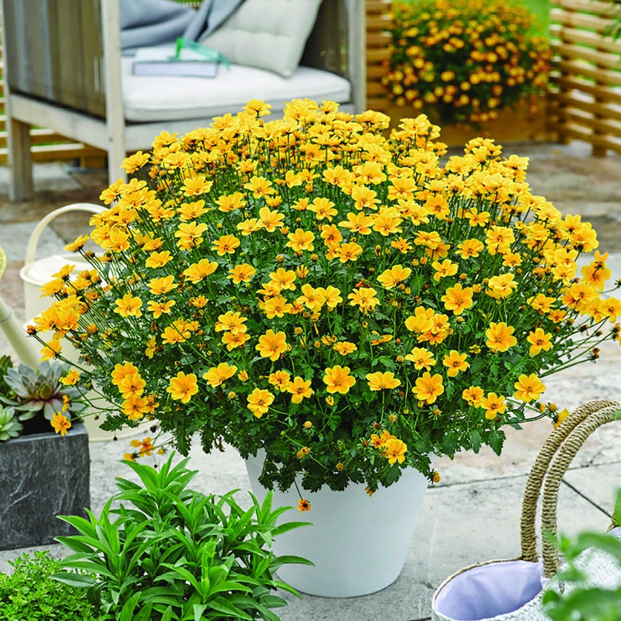 3 Bidens à feuilles de férule - Willemse