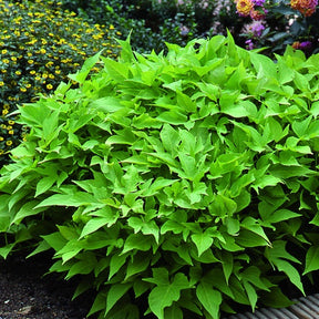 Ipomoea batatas 'sweet caroline green' - 3 Ipomées Sweet Caroline Green - Balcon et terrasse