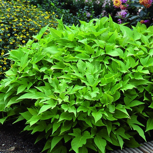 Ipomoea batatas 'sweet caroline green' - 3 Ipomées Sweet Caroline Green - Balcon et terrasse