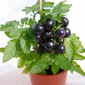 Tomate cerise Tartufo - Solanum lycopersicon tartufo - Willemse