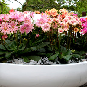 3 Lewisia Elise en mélange - Lewisia cotyledon elise - Willemse