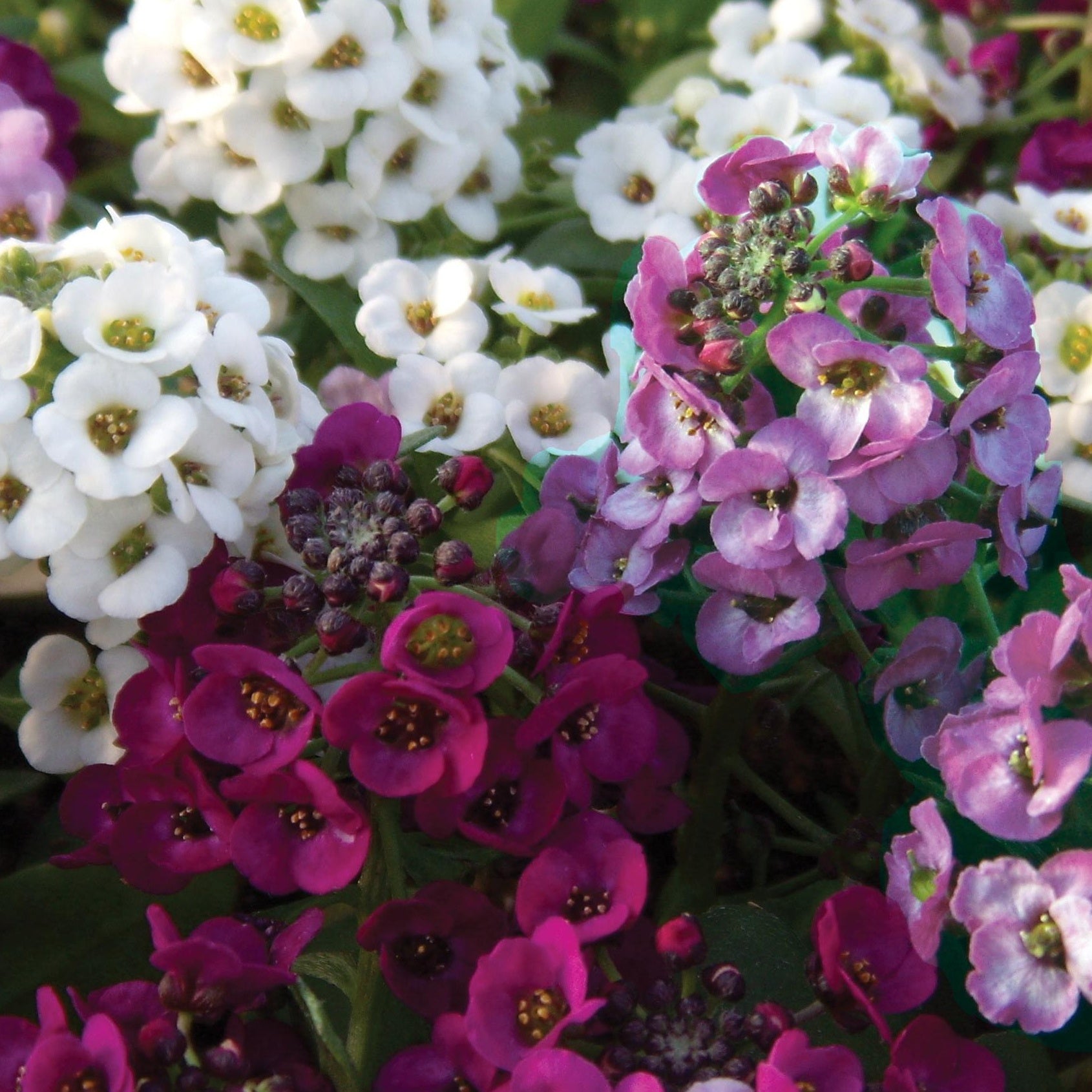 3 Alysses odorants retombants - Lobularia Easy Breezy Mix - Willemse