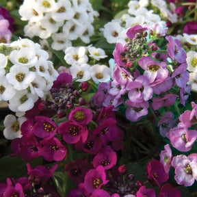 3 Alysses odorants retombants - Lobularia Easy Breezy Mix - Willemse
