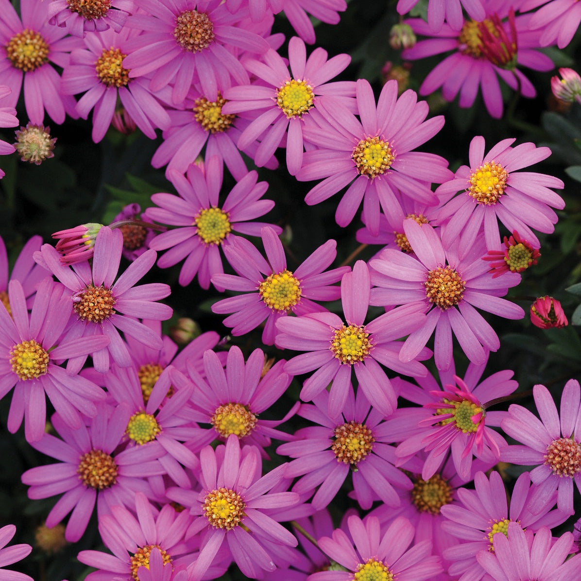3 Brachyscomes Magenta - Willemse