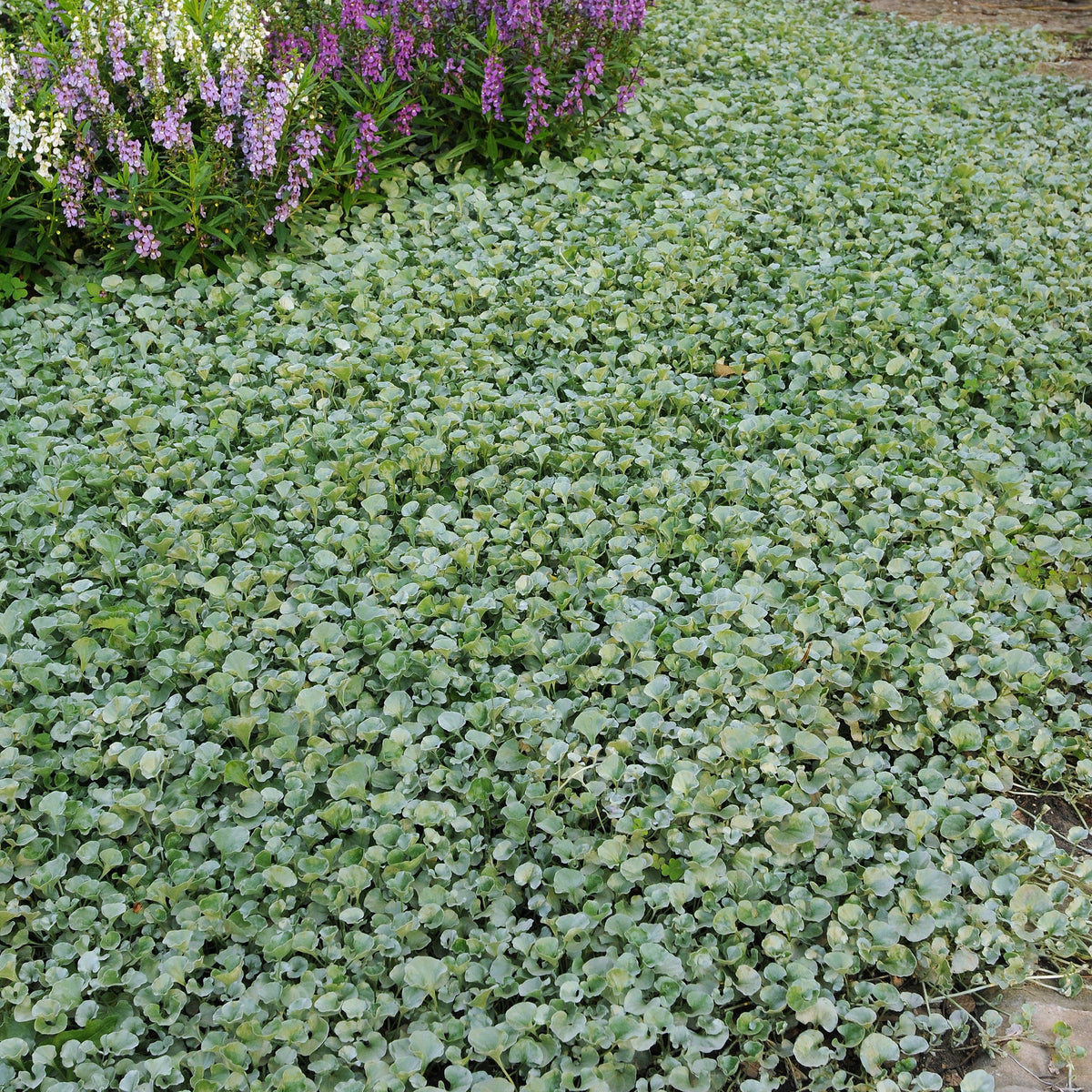 3 Dichondras rampants Silver Falls - Dichondra argentea Silver Falls - Willemse