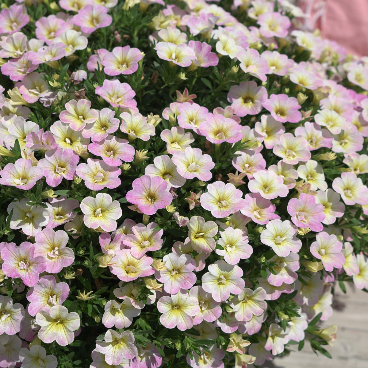 3 Mini-pétunias doubles pastel - Willemse