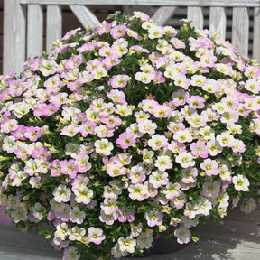 3 Mini-pétunias doubles pastel - Calibrachoa Fancy Francy - Willemse