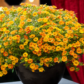 3 Mini-pétunias jaunes/rouges - Calibrachoa Diva Orange - Willemse