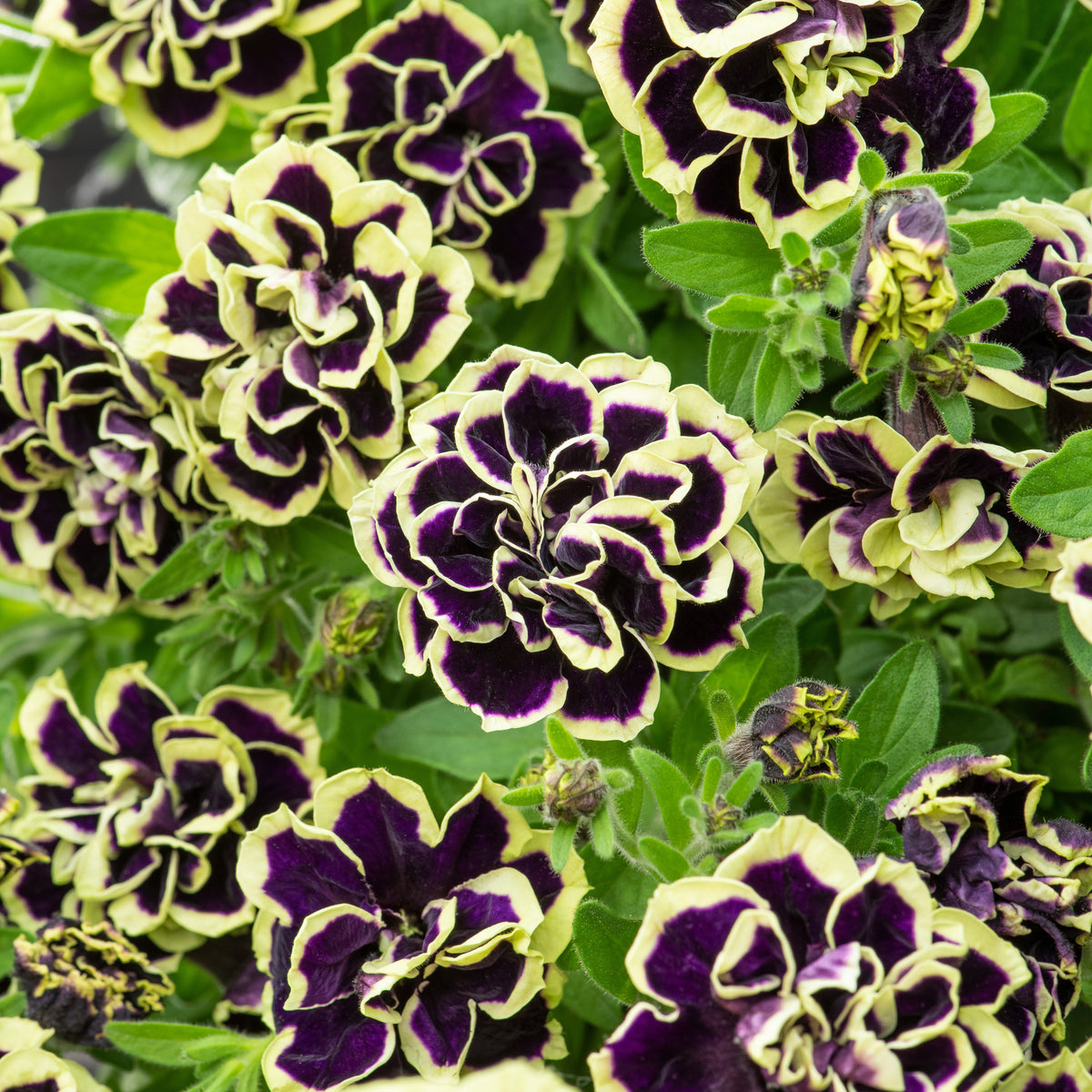 3 Pétunias fleur double noir/jaune - Willemse