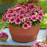 3 Marguerites du Cap bicolores (pourpre/blanc) - Willemse