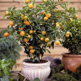 Calamondin - Willemse