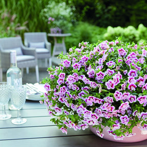 3 Calibrachoas PinkTastic - Calibrachoa hybride pinktastic - Willemse