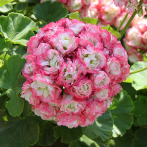 3 Géraniums rose abricot - Willemse