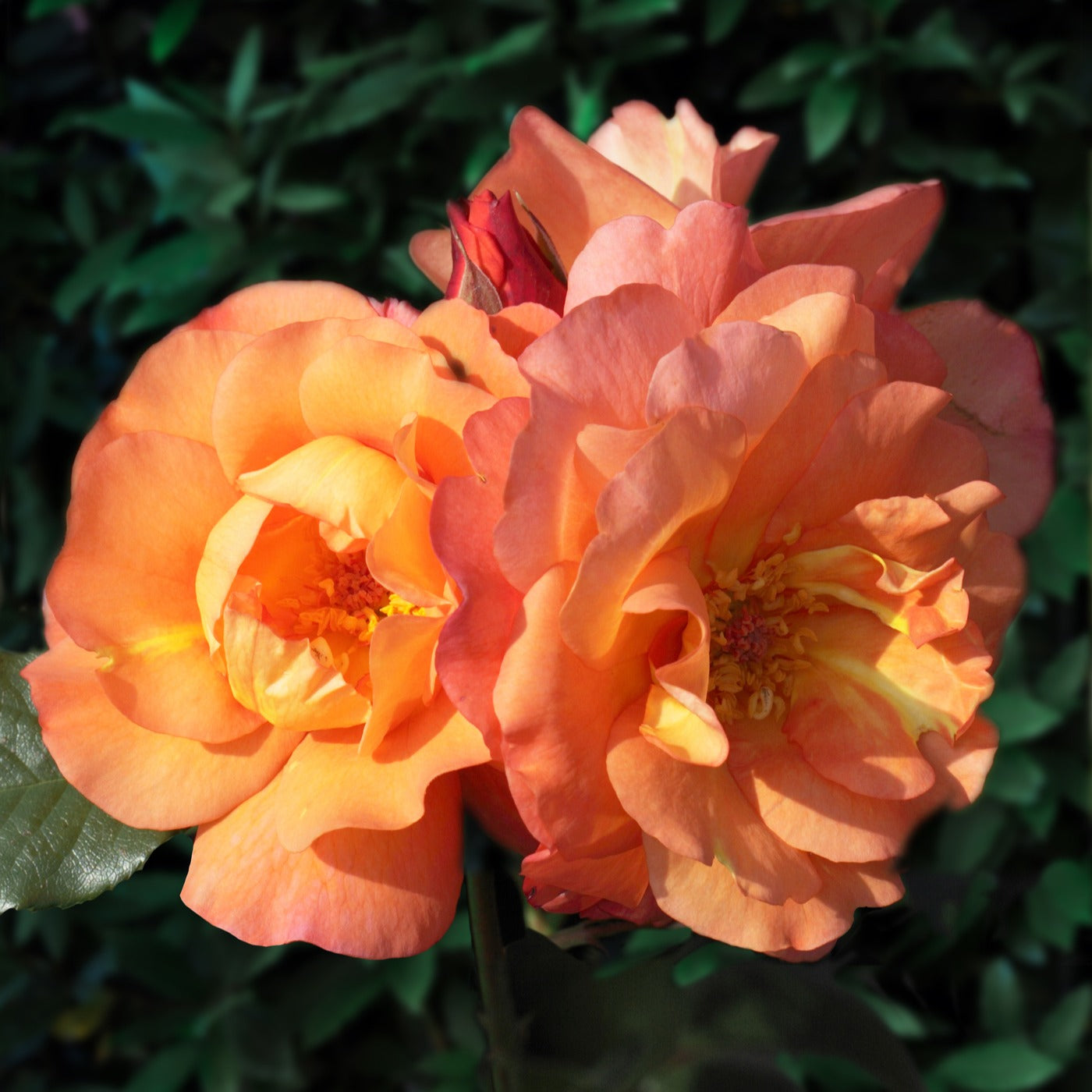 Rosier arbuste Westerland - Rosa Westerland® - Willemse