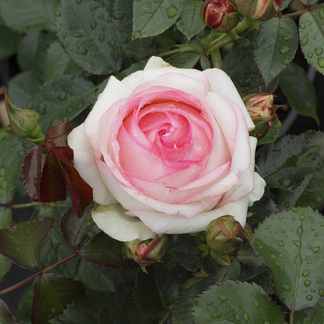 Rosier grimpant Pierre de Ronsard® - Rosiers grimpants - Willemse
