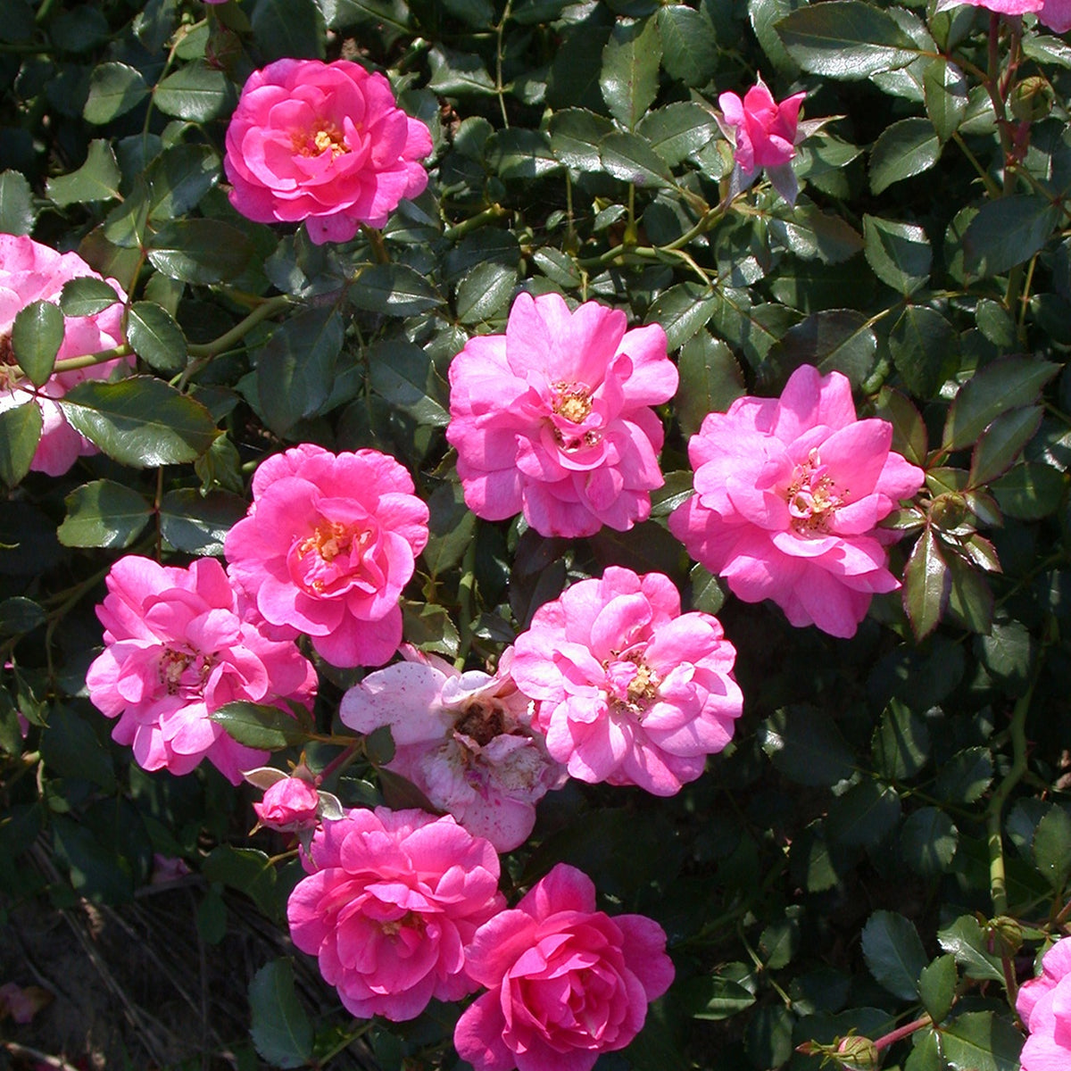Rosiers couvre-sol Mirato ® - Willemse