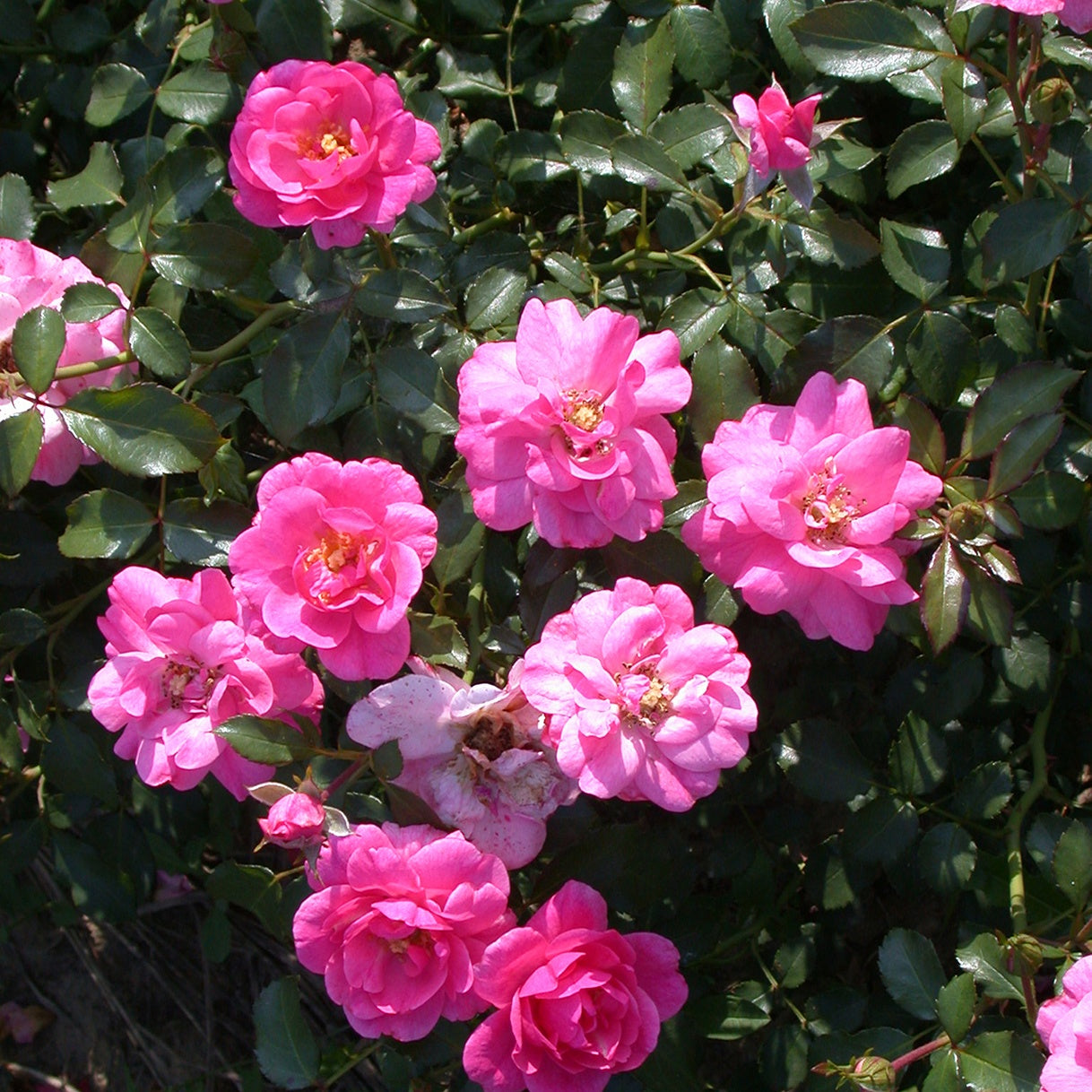 Rosiers couvre-sol Mirato ® - Willemse