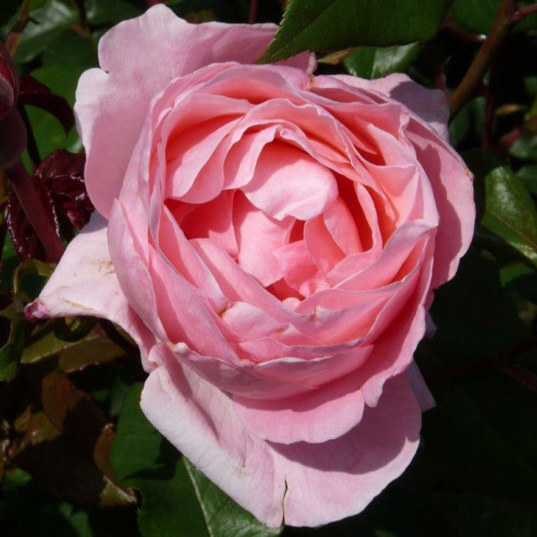 Rosiers à grandes fleurs - Rosier Queen Elisabeth - Rosa Queen Elisabeth