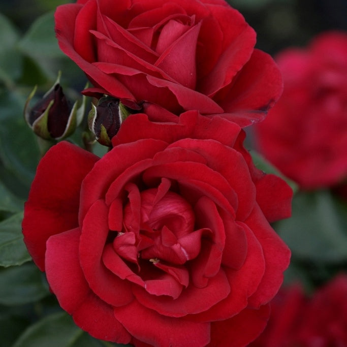 Rosier Shalom® - Willemse