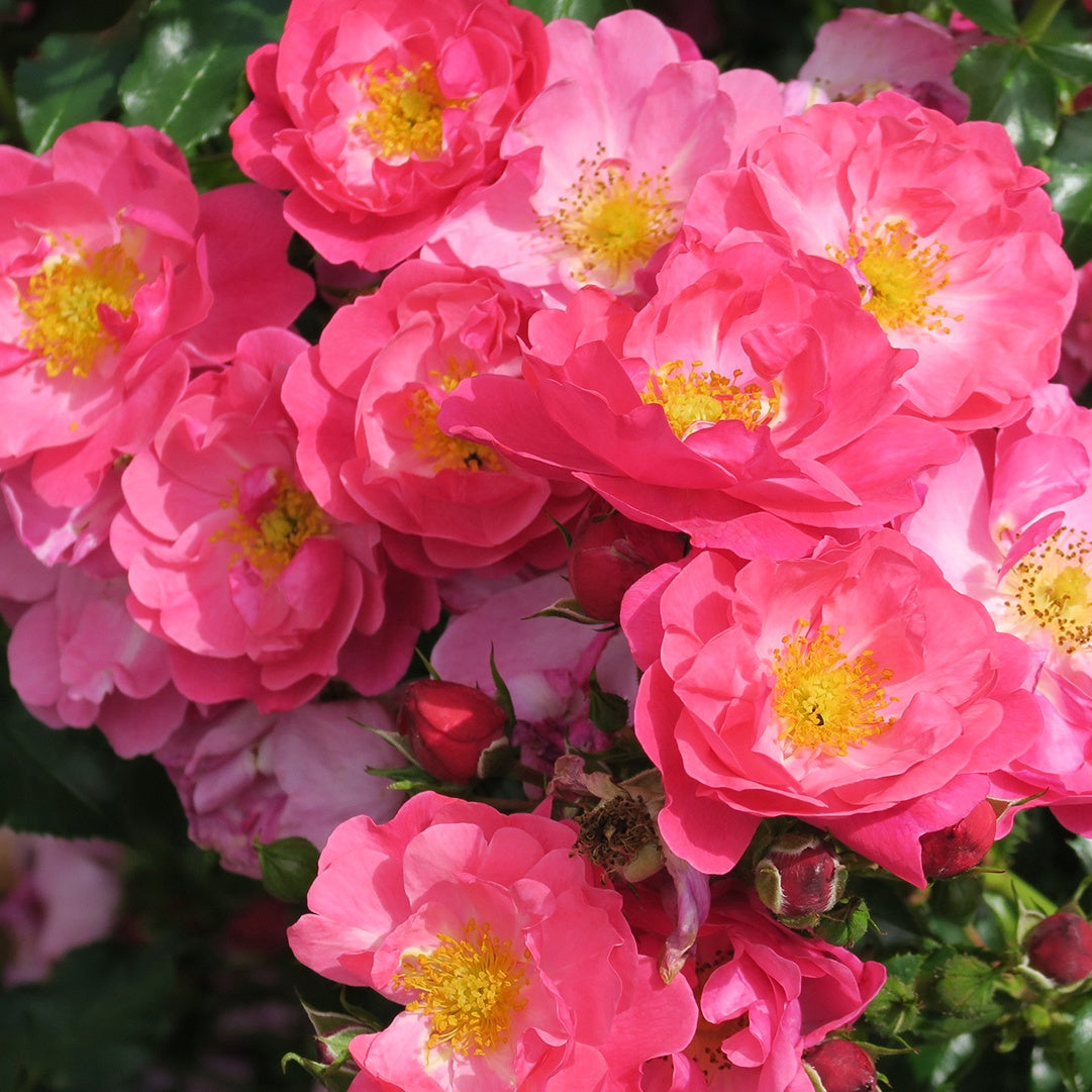 Rosier Aromikeh Hotline® - Willemse