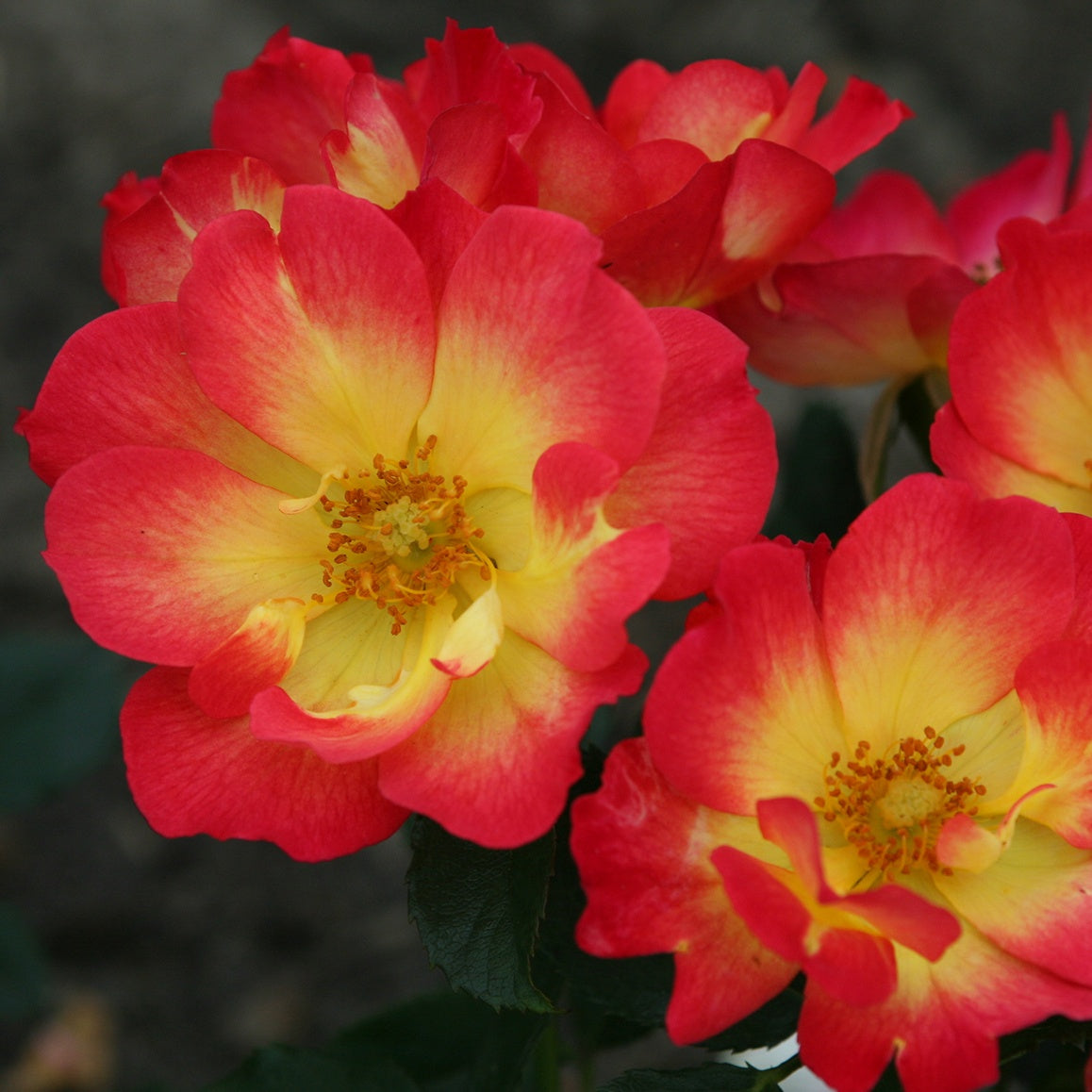 Rosier Summer of Love® - Rosa Summer of Love® - Willemse