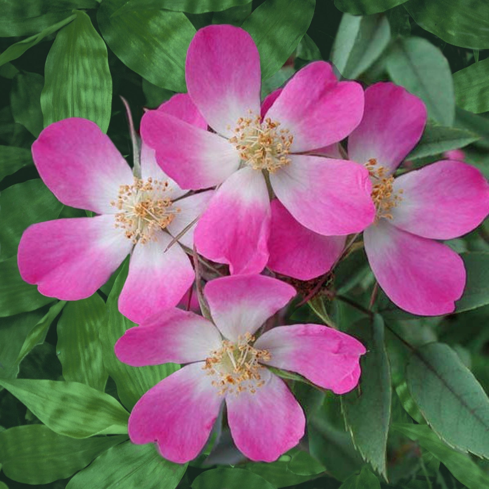 Rosa glauca - Rosier Glauca - Rosiers à fleurs groupées polyantha