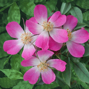 Rosa glauca - Rosier Glauca - Rosiers à fleurs groupées polyantha