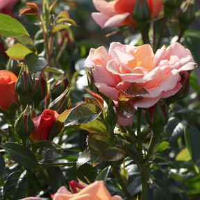 Rosier Aprikola® - Rosa Aprikola ® - Willemse