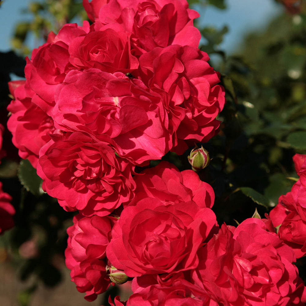 Rosiers à fleurs groupées polyantha - Rosier Toscana® - Rosa Toscana ®
