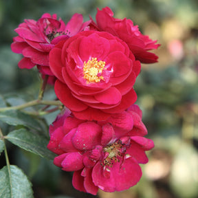 Rosier Starlet-Rose Lola ® - Willemse