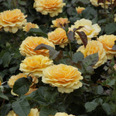 Rosier Amber Queen ® - Rosa amber queen ® - Willemse