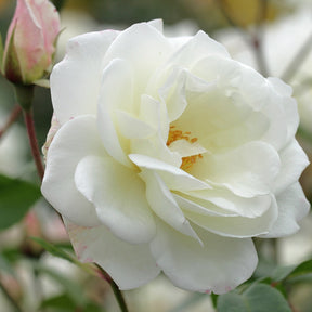 Rosier grimpant Fée des Neiges Grimpant ® - Willemse